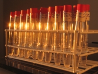 Piilevnytteen laboratoriovaihe: nytteen puhdistus