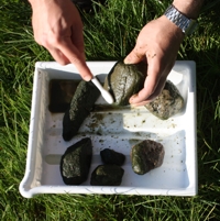 Piilevnytteenotto tapahtuu helposti kivi hammasharjalla ksittelemll